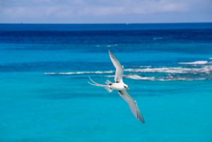 Bermuda Longtail