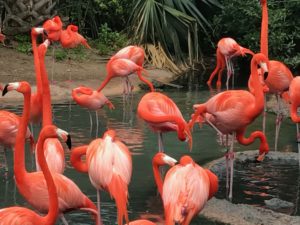 Flamingos Bermuda Aquarium & Zoo