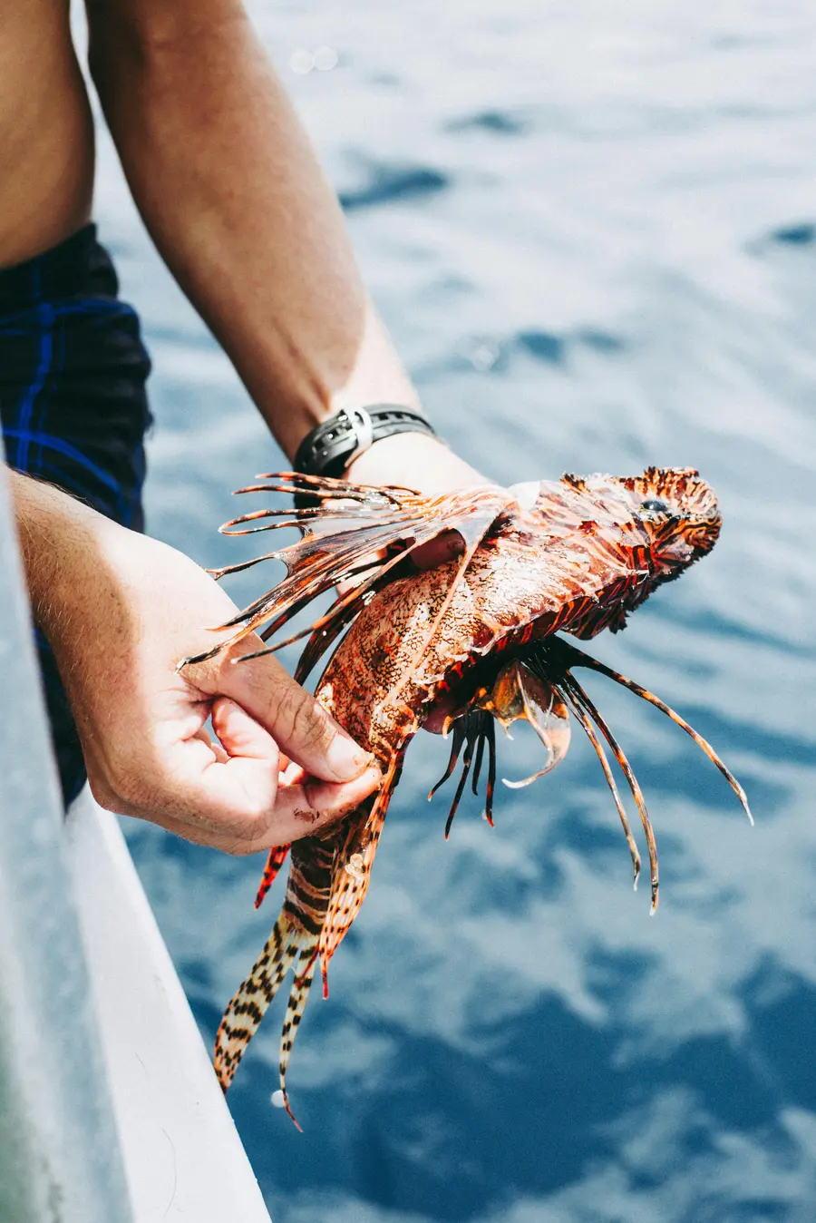 Toter Feuerfisch in der Hand gehalten