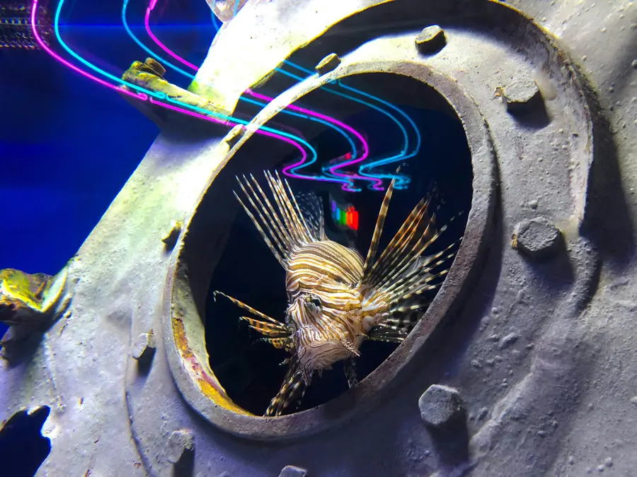 Feuerfisch an einem Bullauge