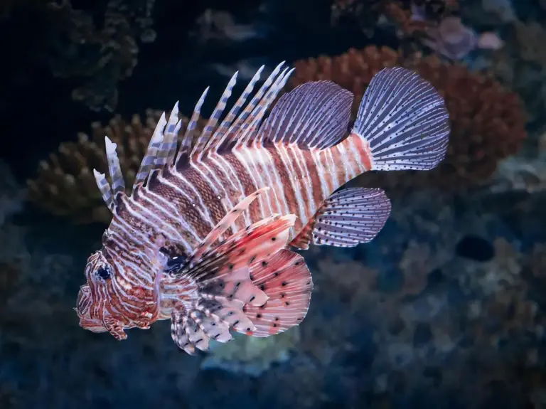 Feuerfisch im Korallenriff