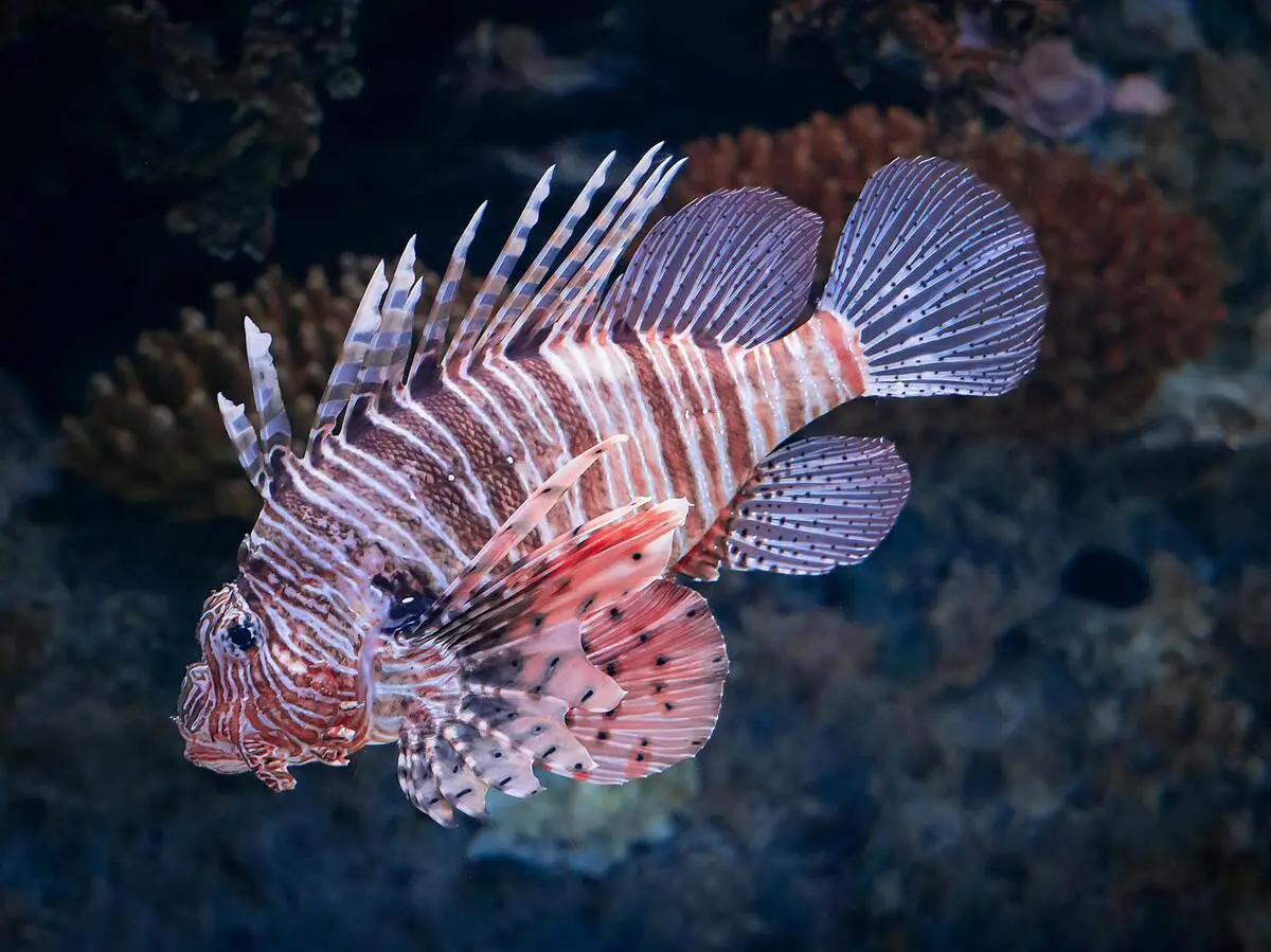 Feuerfisch im Korallenriff